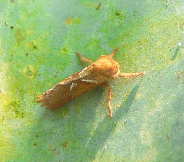 oranje wortelboorder2.jpg - Oranje wortelboorder - Triodia sylvina